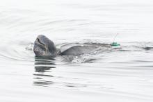 A leatherback turtle fitted with a GPS tracking device. Leatherback turtle with a GPS device.