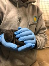 A male North American river otter pup. American Trail keepers celebrated the arrival of three North American river otter pups — two males and one female — Jan. 21. Photo credit: Rachel Metz, Smithsonian's National Zoo and Conservation Biology Institute A zookeeper holds a small, newborn, male Asian small clawed otter pup