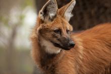 Native to South America, maned wolves live in relatively intact natural habitats. The study’s authors also used the statistical model to look at the natural behaviors that coyotes—which conversely can be found in urban and human-dominated landscapes in North America—exhibit behaviors on a repeat schedule. (Photo by Ronda Gregorio/Smithsonian’s National Zoo) Maned Wolf
