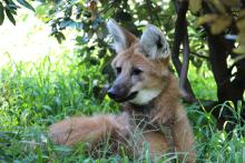 : Conservationists will be able to use findings from the new tool to determine and implement effective methods for protecting species. For example, conservationists could use the maned wolf findings as evidence to focus efforts on setting aside more natural areas for the species. (Photo by Gil Myers/Smithsonian’s National Zoo) Maned Wolf