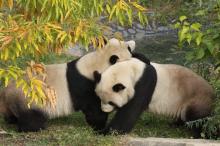 Mei Xiang and Tian Tian Giant pandas Mei Xiang and Tian Tian wrestle in a grassy yard near leafy trees
