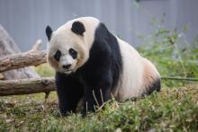 Giant panda Mei Xiang at the Smithsonian’s National Zoo. Photo: Skip Brown, Smithsonian’s National Zoo giant panda mei xiang in her yard