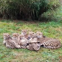Cheetah Miti (right) and her cubs at the Smithsonian Conservation Biology Institute in 2018. Cheetah Miti and her cubs at the Smithsonian Conservation Biology Institute in 2018.
