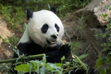 giant panda eating bamboo