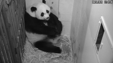 Giant Panda Mei Xiang rests with her tiny, newborn cub in her den at the Smithsonian's National Zoo's Giant Panda House