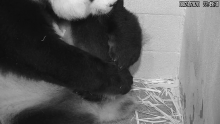 Giant Panda Mei Xiang rests with her tiny, newborn cub under her arm in her den at the Smithsonian's National Zoo's Giant Panda House