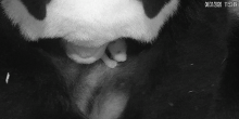 Aug. 31, 2020: In the cub’s first few days, Mei Xiang kept it mostly hidden, tucked beneath her armpit or between her forearms. A close-up of giant panda Mei Xiang with her 10-day-old cub nestled under her chin from the live Panda Cam feed