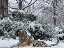 A snowstorm brought a blanket of snow to the Zoo Jan. 12 to 13. Many of the Zoo’s animals who enjoy colder weather, like Amur tiger Pavel, enjoyed being outside in the winter weather. Photo credit: Craig Saffoe, Smithsonian's National Zoo and Conservation Biology Institute Amur tiger Pavel rests in snow at the Smithsonian's National Zoo