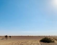 Caravan of camels moving across the edge of the Chalbi Desert in Marsabit County, Kenya. Caravan of camels moving across the edge of the Chalbi Desert in Marsabit County, Kenya.