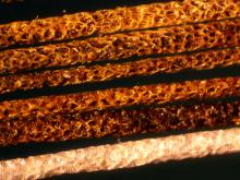 The African crested rat sequesters poisons from Acokanthera schimperi into specialized hairs , shown here under a microscope. Sara Weinstein/ Smithsonian's National Zoo & Conservation Biology Institute The African crested rat sequesters poisons from Acokanthera schimperi into specialized hairs , shown here under a microscope.