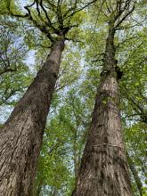 A tree sports a metal dendrometer band, which scientists use to measure tree growth.