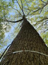 A tree sports a metal dendrometer band, which scientists use to measure tree growth.