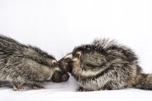 The African crested rat was long thought to be solitary. A new study discovered an unexpectedly rich social life. Photo Credit: Stephanie Higgins Pair of African crested rats