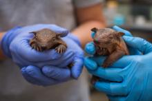 Keepers hold two screaming hairy armadillo pups born at the Smithsonian's National Zoo. The pups are the first ever born at the Zoo. (Photo Roshan Patel/Smithsonian's National Zoo) Screaming hairy armadillo pups.
