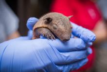A keeper holds one of the screaming hairy armadillo pups born at the Smithsonian's National Zoo. The pups are the first ever born at the Zoo. (Photo Roshan Patel/Smithsonian's National Zoo) Screaming hairy armadillo pup