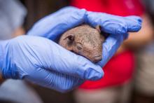 A keeper holds one of the screaming hairy armadillo pups born at the Smithsonian's National Zoo. The pups are the first ever born at the Zoo. (Photo Roshan Patel/Smithsonian's National Zoo) Screaming hairy armadillo pup