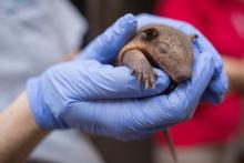 A keeper holds one of the screaming hairy armadillo pups born at the Smithsonian's National Zoo. The pups are the first ever born at the Zoo. (Photo Roshan Patel/Smithsonian's National Zoo) Screaming hairy armadillo pup