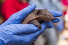 A keeper holds one of the screaming hairy armadillo pups born at the Smithsonian's National Zoo. The pups are the first ever born at the Zoo. (Photo Roshan Patel/Smithsonian's National Zoo) Screaming hairy armadillo pup