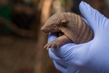 A keeper holds one of the screaming hairy armadillo pups born at the Smithsonian's National Zoo. The pups are the first ever born at the Zoo. (Photo Roshan Patel/Smithsonian's National Zoo) Screaming hairy armadillo pup