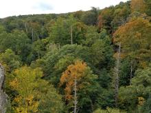 Hemlocks killed by the adelgid in Shenandoah National Park. Dead hemlock trees with spiky, bare branches can be seen among live, leafy green trees in Shenandoah National Park