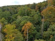 Dead hemlock trees with spiky, bare branches can be seen among live, leafy green trees in Shenandoah National Park