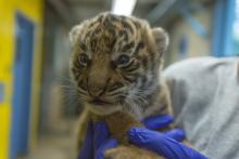 Photo credit: Roshan Patel, Smithsonian's National Zoo Sumatran tiger cub born July 11