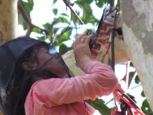 A scientist conducting research in a tree