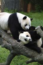 Mei Xiang and Tian Tian Giant pandas Mei Xiang and Tian Tian climb on a log in a grassy yard