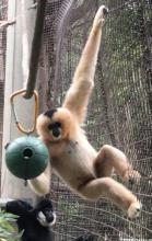 Tuyen White-cheeked giboon
