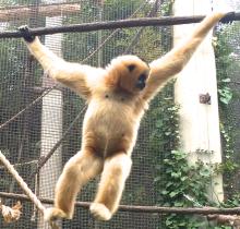 Tuyen White-cheeked gibbon