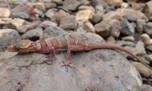 The Lenya banded bent-toed gecko is one of two new species of gecko discovered during a biodiversity survey in little-studied areas of Myanmar by Smithsonian and Fauna & Flora International scientists. Lenya banded bent-toed gecko on a rock