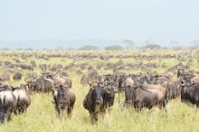 Due to their large numbers, wildebeests have a profound effect on the Serengeti. The more scientists understand about the breeding strategies that help wildebeests achieve such large numbers, the more effective conservation efforts for this keystone species will be. Photo courtesy of Richard D. Estes A herd of wildebeests stands in tall grass