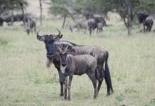 Approximately 500,000 wildebeest calves are born within a three-week period every year. Photo courtesy of Richard D. Estes A wildebeest mother and calf stand in grass with others behind them