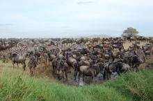 Due to their large numbers, wildebeests have a profound effect on the Serengeti. The more scientists understand about the breeding strategies that help wildebeests achieve such large numbers, the more effective conservation efforts for this keystone species will be. Photo courtesy of Richard D. Estes A herd of wildebeests and zebras gather at a watering hole.