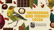 Enjoy the sweet taste of conservation. Smithsonian Bird Friendly certification now includes cocoa. This bird shown in this graphic is the Cape May warbler. Vibrant graphic with yellow bird and cacao pods and seeds, chocolate and leaves.