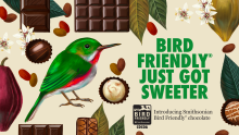 Chocolate has joined the Smithsonian Bird Friendly® flock. Bird Friendly® cocoa flies above the rest by ensuring cacao farms conserve birds and other wildlife by protecting forests and native shade trees. The bird in this graphic is the broad-billed toady. Vibrant graphic with emerald green broad-billed tody surrounded by cacoa pods and seeds, chocolates and leaves.