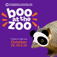 Boo at the Zoo graphic featuring an armadillo wearing a pretend giant panda mask. Boo at the Zoo ad featuring an armadillo wearing a pretend giant panda Halloween mask.
