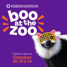 Boo at the Zoo graphic featuring a lemur wearing a pretend cheetah mask. Boo at the Zoo ad featuring a lemur wearing a pretend cheetah Halloween mask.