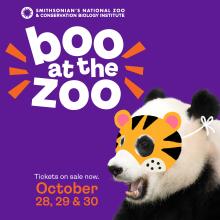 Boo at the Zoo graphic featuring a giant panda wearing a pretend tiger mask. Boo at the Zoo ad featuring a giant panda wearing a pretend tiger Halloween mask.