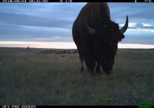 An American bison (Bison bison) grazing in short grass caught on film by a camera trap in the American Prairie Reserve in Montana