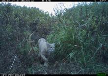 A bobcat (Lynx rufus) walking through tall grasses caught on film by a camera trap in the American Prairie Reserve in Montana