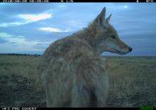 A camera trap photo of a coyote (Canis latrans) on the American Prairie Reserve in Montana