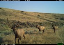 A group of three elk (Cervus canadensis) with long horns walk through the grass. They were caught on film by a camera trap in the American Prairie Reserve in Montana