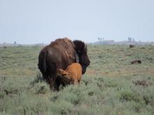 A female bison with a tracking collar nursing her calf on the prairie in Montana.