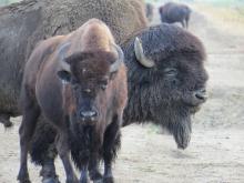 A male bison stands close behind a female, guarding her from potential competitors during rut.