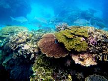 An underwater photo of the Great Barrier Reef. Different types and colors of coral form the reef and large fish can be seen swimming in the water behind them.