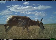 A camera trap photo of a pronghorn antelope (Antilocapra americana) grazing in the grass at the American Prairie Reserve in Montana