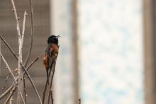 An adult male orchard oriole. Credit: Roshan Patel, Smithsonian’s National Zoo and Conservation Biology Institute