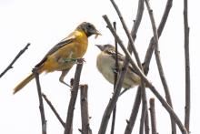A female Baltimore oriole feeds one of three chicks that hatched in June. Credit: Roshan Patel, Smithsonian’s National Zoo and Conservation Biology Institute