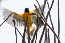 A male Baltimore oriole flies behind one of three chicks that hatched in June. Credit: Roshan Patel, Smithsonian’s National Zoo and Conservation Biology Institute